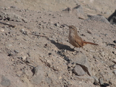 Ochetorhynchus ruficaudus