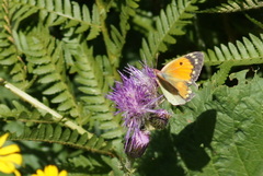 Colias caucasica