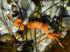 Metandrocarpa dura