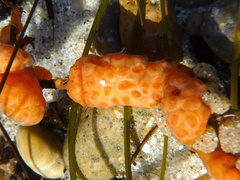 Metandrocarpa dura