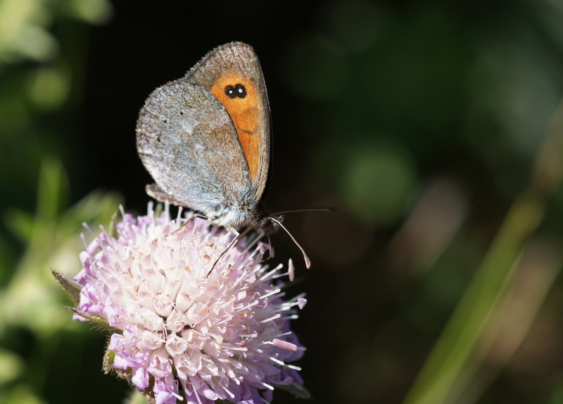 Ottoman Brassy Ringlet