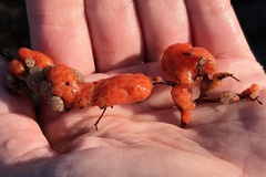 Metandrocarpa dura