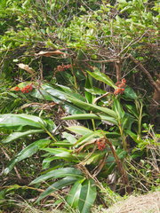 Alpinia koshunensis