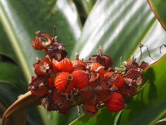 Alpinia koshunensis