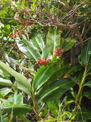 Alpinia koshunensis