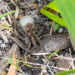 Venatrix australiensis