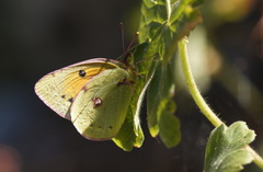 Colias caucasica