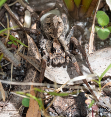 Venatrix australiensis