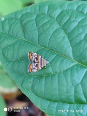 Choreutis orthogona