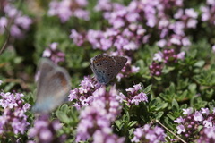 Polyommatus eros