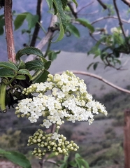 Sambucus peruviana