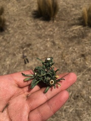 Erigeron lanceolatus
