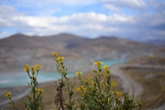 Senecio rudbeckiifolius