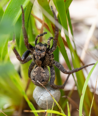 Venatrix australiensis