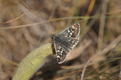 Pyrgus cinarae