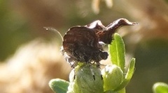 Choreutis emplecta
