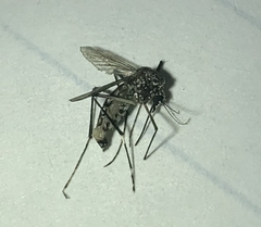 Stegomyia