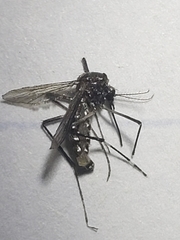 Stegomyia