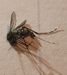 Stegomyia