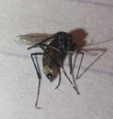 Stegomyia
