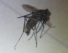 Stegomyia