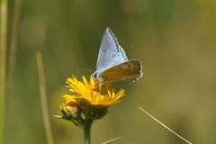 Polyommatus daphnis
