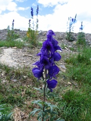 Aconitum decipiens