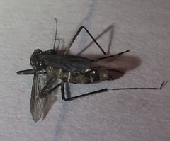 Stegomyia