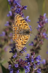 Melitaea phoebe