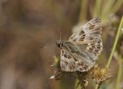 Muschampia orientalis
