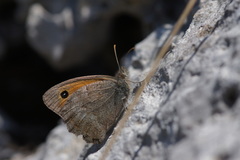 Hyponephele lycaon