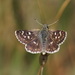 Orbed Red-underwing Skipper - Photo (c) Chris van Swaay, some rights reserved (CC BY-NC), uploaded by Chris van Swaay