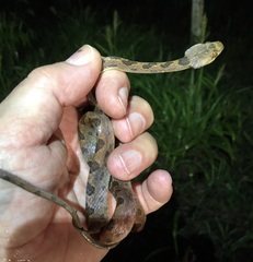 Leptodeira septentrionalis image