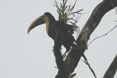Ramphastos brevis