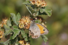 Hyponephele lycaon
