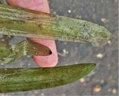 Sagittaria graminea graminea