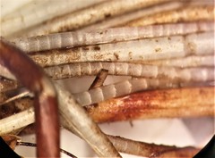 Sagittaria graminea graminea