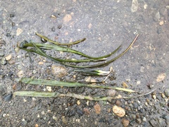 Sagittaria graminea graminea