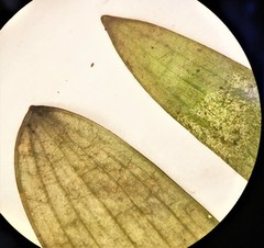 Sagittaria graminea graminea