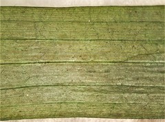 Sagittaria graminea graminea