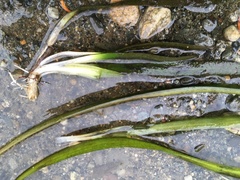 Sagittaria graminea graminea