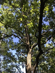 Tilia americana americana