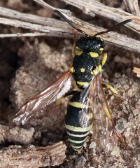 Stenodynerus anormis