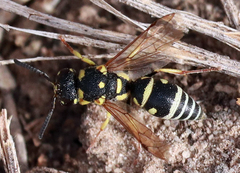 Stenodynerus anormis