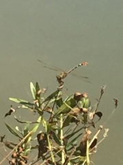 Erpetogomphus