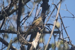 Pipilo maculatus × ocai