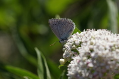 Polyommatus daphnis