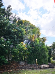 Barklya syringifolia