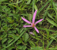 Colchicum schimperianum