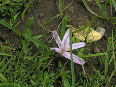 Colchicum schimperianum